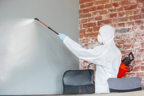 Best Water Damage & Mold Remediation  in Pahala, HI