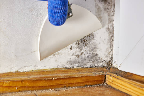 Best Residential Mold Inspection & Testing  in Pahala, HI